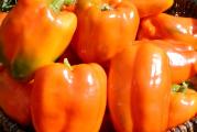 Na dnu ove stranice mozete pogledati ostale moje oglase,Kupovinom od jednog prodavca stedite na postarini..

Ova slatka i aromatična paprika rano sazreva – zelene do svetlo narandžaste boje. Ima visoke prinose 3,5″ (9 cm) ,140-160 gr,srednje velikih kockastih paprika u obliku zvona. Marmelada od pomorandže je hrskava i ima voćni, slatki ukus što ih čini savršenim za rezanje, sotiranje, roštiljanje, punjenje i salate. Vrhunska otpornost na bolesti.


Setva,,Od januara do marta u zatvorenom,Na otvorenom od aprila do maja,Rasadjivanje u maju..
Dubina setve je 1-2 сm. Rasađivanje se vrši na dobro pripremljenom zemljištu dubine 5-6 сm,Razmak 50-60 X 15-20 cm
Nega: navodnjavanje 7-8 puta u toku vegetacije, razbijanje pokorice i zaštita od korova, bolesti i štetočina. Hranljivost i lekovita vrednost: paprika je bogata vitaminom B i C i raznim mineralima, ima purgativno i diuretičko dejstvo.

Prodaje se 5 semena
