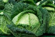 Na dnu ove stranice mozete pogledato ostale moje oglase..,Kupovinom od jednog prodavca stedite na postarini..

Kelj je dvogodišnja biljka iz porodice krstašica (Brassicaceae). Izdržljiviji je od kupusa i bolje podnosi visoke temperature i sušu, baš kao niske temperature i mraz. Zbog toga je idealan za gajenje u toplijim krajevima gde bez problema prezimljuje. Listovi su mehurasti i ne priljubljuju se čvrsto jedan uz drugi, pa glavica nije toliko tvrda kao kod kupusa. Boja listova varira izeđu tamnozelenih, kakve imaju spoljni listovi, i žutozelenih na unutrašnjim listovima.

Sadrži dosta C-vitamina, kalijuma i bogat je belančevinama, a ima vrlo malu kaloričnu vrednost što upućuje na njegovu izvanrednu biološku hranidbenu vrednost. U 70 g glavice nalazi se oko 33 kalorije, 2.21 g proteina, 6.7 g ugljenih hidrata, 1 g vlakana i oko 0.47 g lipida..
Srednje kasna sorta, otporna na visoke i niske temperature. Proizvodi se iz rasada krajem proleća i početkom leta. Dužina vegetacije je 110-120


Pri proizvodnji iz rasada(seje se 40 dana pre planiranog rasadjivanja) može se sejati u martu i maj u različitim vrstama zaštićenog prostora, da bi se rasadio u aprilu ili maju za letnju, odnosno jesenju potrošnju. Međutim, u našim uslovima za zimsku proizvodnju najbolje je ako se setva vrši krajem maja, a rasađuje krajem juna ili početkom jula.

Dubina setve 1-1.5 cm,, razmak 60 x 40 ili 65 x 50 cm..


Prodaje se 30 semena