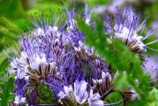 Na dnu ove stranice mozete pogledati ostale moje oglase,Kupovinom od jednog prodavca stedite na postarini..

Facelija(Phacelia tanacetifolia L.)je jednogodišnja medonosa biljka ali zbog lepog cveta koristi se kao cvetna vrsta u cvetnim lejama, koja u optimalnim uslovima dostiže visinu od 70 do 80 cm. Poreklom je iz Severne Amerike, poznata je po karakteristicnoj plavičasto-modroj boji.Cvetovi su joj zbirni i nalaze se u cvastima od 15 do 20, pa i više cvetića,veoma je otporna na susu takodje mlade biljke mogu podneti i do -10 stepeni.Facilija je izuzetna je medonoša,Cveta 45 do 50 dana posle setve, a cvetanje traje 30 do 40 dana.
Prinosi meda sa jednog hektara kreću se od 150 kg do 300 kg. Boja meda je svetlo žuta ili bela, prijatnog miris i ukusa.
Vazno:
Može se koristiti i za zelenišno đubrenje.POPRAVLJA ,obogacuje ,odmara strukturu zemljišta,nakon završene vegetacije izumire, ostavljajući značajne količine organske materije i vezanog azota u zemljištu.Ako se facelija zaore u fazi precvetavanja, efekat na obogaćenje zemljišta hranljivim materijama je isti kao da smo na hektar zemljišta rasturili 25 tona stajnjaka.

Setva
Najvaznije da se ne stvori pokorica pre nicanja, jer su klijanci facelije vrlo nežni.

Setva se obavlja u drugoj polovini marta,(do kraja juna) na dubini 2 cm do 3 cm,Za proizvodnju krme setva se obavlja žitnim sejalicama na međuredno rastojanje od 25 cm ili 12,5 cm.,Karakteristika ovog semena je da mu sunčeva svetlost inhibira(zaustavlja) klijavost te se s toga treba obratiti pažnja da prilikom setve seme ne ostane na površini zemljišta. Setvu treba obavljati u razmaku od 15 do 20 dana čime se obezbeđuje kontinuitet paše u periodu od maja do septembra.



Prodaje se 700+ semena