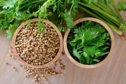 Na dnu ove stranice mozete pogledati sve moje oglase.,Kupovinom od jednog prodavca stedite na postarini..

Korijander (lat. Coriandrum sativum) je jednogodišnja biljka iz porodice Apiaceae. Raste do 50 cm u visini,U evropskoj kuhinji se upotrebljava seme, dok u južnoameričkoj i azijskoj listovi koji se pripremaju kao zelje.
Sveži listovi imaju snažnu aromu mošusa i limuna,koriste se za garniranje jela i kao dodatak umacima, salatama i siru. Sveže mleveni plodovi dodatak su pecivu, jelima od kupusa, mahunastom povrću i tikvi.

Jača jetru i poboljšava apetit, varenje i ublažava grčeve i želudačne tegobe.Ali se koristi i za mršavljenje zbog svoje osobine da pomaže izlučivanje vode i otrova iz organizma, poboljšava metabolizam. Ublažava alergije, reguliše šećer u krvi i ublažava menstrualne tegobe, deluje i kao afrodizijak

SETVA

Razmnožavanje Korijandera je isključivo semenom, a seme se seje direktno na parcelu. Na plodnijem je zemljištu potrebno koristiti međuredni razmak od 40 – 50 cm, a izmedju semena 10-15 cm a u prosečno plodnom zemljištu razmak među redovima iznosi 25 – 30 cm . Seme se seje na dubini od 1-1.5-2 cm.

Na našim se prostorima setva korijandera obavlja početkom proleća, odnosno od prve polovine marta do kraja maj.

Prodaje se 30  krupnih semena...
