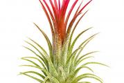 Tillandsia ionantha rubra ili red crvena vazdušna biljka. 