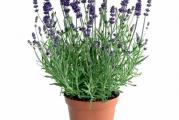 Lavandula angustifolia vera 20cm – Lavanda
Pročitajte više na www.dendrolog.rs
Lavandula angustifolia vera 20cm – Lavanda je danas neizostavna vrsta skoro svakog iole osunčanog vrta ili bašte. Nezaobilazna je i često nezamenjiva u parkovskom uređenju naročito kada su bordure. Kako pripada aromatičnim vrstama primenu nalazi i u odbrani od insekata ali i u kulinarstvu i kozmetičkoj industriji. Odlikuju je izduženi srebrnkasti listovi i ljubičasti cvetovi raspoređeni na pršljenatim cvastima smeštene na izduženim cvetnim granama. Javljaju se krajem proleća i početkom leta.

Poreklo Lavande
Lavandula angustifolia vera 20cm je mediteranska vrsta koja prirodno raste u Hrvatskoj, Italiji, Španiji, Francuskoj. Pripada familiji Lamiaceae i prirodno raste kao žbun visine 50 – 80 cm.

Potreba za vodom i svetlom
Lavandula angustifolia vera 20cm voli osunčana mesta. Osetljiva je na prekomernu vlagu te je ne treba zalivati obilno čak i u letnjem periodu.

Kakvu zemlju voli Lavandula angustifolia vera 20cm?
Supstrat za Lavandu može biti različit jer vrsta nije zahtevna u pogledu održavanja. Najbolje uspeva na alkalnom, prosušenom i dobro dreniranom zemljištu. Teža i nepropusnija zemljišta možete pomešati sa peskom i na taj način poboljšati vodno vazdušne uslove.

Savet Dendrologa
Ukoliko želite da gajite lavandu, pored gore navedenih uslova sredine, važno je i redovno orezivanje vrste kako bi sadnica bila kompaktna. Radikalno orezivanje se vrši svake druge godine dok korektivno sadnicu možete orezivati u toku cele godne.

Specifikacije
Visina sa saksijom: 20cm

Širina saksije: 17cm

Cvetanje: Krajem proleća – početkom leta

Vrsta: Lisno i cvetno -dekorativna vrsta

Boja: Srebrnkasto zeleni listovi, ljubičasti cvetovi.

Uslovi sredine
Namena: Vanjska vrsta za bordure, alpinetume i saksijski uzgoj

Svetlost: Celodnevno direktno sunce

Supstrat: Alkalno, dobro prosušeno zemljište

Temperaturna osetlji