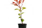 Photinia x fraiseri red robin jednogodišnja sadnica visine 20cm