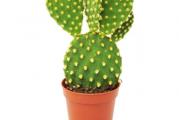 Opuntia microdasys - Kaktus zekine uši 15cm
