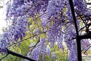 Wisteria ili glicinija ,ili plava kisa je drvena, listopadna, višegodišnja penjajuća loza iz roda Wisteria, poreklom iz Kine.Simbol je besmrtnosti i dugovecnosti,jer zivi i preko 100 godina.
Glicinija u prolece prvo cveta,plavo-lila grozdastim  cvetovima(prelepo mirisu),a nakon cvetanja otvara listove i stvara dubok hlad, ali pruža i zaštitu od pogleda, zbog čega je veoma česta ukrasna biljka u vrtovima i baštama. 
Jako brzo raste tako da je potrebno odmah pripremiti potporu uz koju će se peti. To može biti ograda, pergola-letnjikovac, mrežasta kostrukcija, figura životinja od žice. Vremenom donji deo puzavice debelo odrvenjava dok se biljka bogato grana i širi.   Mlade grane su savitljive tako da u tom periodu gliciniju možete oblikovati po želji. Još jedna prednost Plave kiše je što cveta još jednom u toku godine,u jeseni, ali nešto slabijeg intenziteta od prolećnog cvetanja. 
Biljka odlično podnosi orezivanje koje je poželjno obaviti u periodu mirovanja kako bi sadnice imale što više i duže cvet. Plava kiša u našim krajevima odlično uspeva, mogu joj smetati samo ekstremno niske temperature ali ne u toj meri da biljka strada već se mogu javiti oštećenja na granama koja se orezivanjem uklanjaju. Pogoduje joj redovno zalivanje, ali i u nedostatku vode će lepo uspevati. Prija joj prihranjivanje u toku vegetacije i dosta sunca. Mlada biljka ce pre procvetati ako ima dovoljno sunca.Orezivanje takodje pospesuje cvetanje.
Razmnozava se iz semena,polozenicama ili  reznicama(u prolece ili jesen).