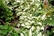 Hosta je vrlo dekorativna, visegodisnja  biljka.Ima specifične belo-zelene listove, iznad kojih se na velikim stabljikama izdižu elegantni mirisni cvetići.
Biljka najlepse napreduje na plodnom,vlaznom i propusnom tlu,u polusenci,dok u potpunoj senci,kao i na jakom suncu listovi gube boju.
Rastojanje između biljaka prilikom sadnje: 20cm.
Vreme sadnje: od marta do novembra.
Pozeljno je prihranjivanje.
Veoma izdržljiva i elegantna šatirana hosta daje interesantan kolorit i razigranost u prostoru,kao soliter,u kombinaciji sa drugim perenama,ili kao bordura.
Šatirana hosta tokom zime gubi nadzemni deo, ali već sa prvim prolećnim suncem bujaju i rastu nove stabljike. 
