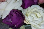 Čajevka ljubičastog cveta. Boja varira od bledo ljubičaste do tamno ljubičaste.Visina do 130cm. 