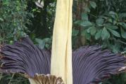 Džinovski cvet (Titan Arum ) poreklom je iz džungle na Sumatri. Raste u kišnim šumama u zapadnoj Sumatri. To nije samo najveći cvet na svetu, nego i najsmrdljiviji – cvet biljke širi miris koji podseća na miris trulog mesa. Da bi biljka cvetala treba da bude stara 4-10 godina, biljka je pred izumiranjem u dzungli i ima je manje od 1000 primeraka. Cvet traje 48 sati. Biljka raste iz lukovice, kod mene je zasađena u vrt i NE MRZNE, u jesen se nadzemni deo osuši a u proleće isterava nova biljka. Lukovice ne vadim iz zemlje tokom zime. Višegodišnja biljka. Cena jednogodišnje lukovice 600 din. Minimalna vrednost porudžbine 1000 din.