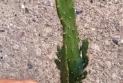 Kao i većina kaktusa, i ova vrsta zahteva prozračan i lagan supstat koji neće zadržavati predugo vodu. Supstrat treba da sadrži više mineralnog dela nego organskog. Obavezne su rupe na dnu posude- saksije u koju sadite kaktuse, kao i da pazite na veličinu saksije (nikako prevelika saksija u odnosu na biljku, trebalo bi da bude malo veća od biljke).

Zalivati regularno tokom leta, a s jeseni prrediti zalivanje i polovinom oktobra skroz obustaviti. Suvog supstrata, kaktusi se unose u prohladnu - negrejanu prostoriju (zimovalište) temperature od 5- 10 stepeni celzijusa i ne zalivaju do maja (tačan period zavisi od vremenskih uslova), kada se postepeno kreće sa prvo zalivanjem vodenom parom da se pokrene buđenje kaktusa, a tek nakon nekoliko dana i pravo prvo zalivanje. 

Kupujete biljku sa fotografije. Slanje kaktusa bez supstrata i saksije.