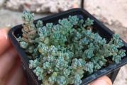 Predivan sedum, pokrivač tla, relativno se brzo širi i upotpunjuje svaku bašticu ili kamenjar.  Razmožavanje  je reznicama ili deljenjem. 
Kupujete biljku sa fotografije.