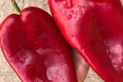 Crvena paprika odlična za pečenje i pravljenje zimnice, ali i za svežu upotrebu. U pakovanju je 50sem.


Minimalna porudžbina je dva paketa semena (bilo kojeg).

Opcije slanja:
1. Pouzećem, Post Express, danas za sutra, dostava na adresu je oko 590 dinara. 
2. Post Express preuzimanje u pošti, danas za sutra, oko 420 din

Ako želite da platite unapred, poštarina je dosta povoljnija i iznosi oko 200 dinara u zavisnosti od težine. Poštar donosi na adresu. 


U komentaru porudžbine naglasite koji način slanja birate.  Kontaktiraćemo kupca pre slanja da potvrdi porudžbinu.