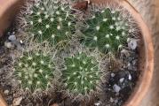 Najverovatnije Mammillaria Blackebergiana. Kupujete sve biljke u saksiji, šalju se bez supstrata i saksije.
Kao i većina kaktusa, i ova vrsta zahteva prozračan i lagan supstat koji neće zadržavati predugo vodu. Supstrat treba da sadrži više mineralnog dela nego organskog. Obavezne su rupe na dnu posude- saksije u koju sadite kaktuse, kao i da pazite na veličinu saksije (nikako prevelika saksija u odnosu na biljku, trebalo bi da bude malo veća od biljke).

Zalivati regularno tokom leta, a s jeseni prrediti zalivanje i polovinom oktobra skroz obustaviti. Suvog supstrata, kaktusi se unose u prohladnu - negrejanu prostoriju (zimovalište) temperature od 5- 10 stepeni celzijusa i ne zalivaju do maja (tačan period zavisi od vremenskih uslova), kada se postepeno kreće sa prvo zalivanjem vodenom parom da se pokrene buđenje kaktusa, a tek nakon nekoliko dana i pravo prvo zalivanje. Takav način zimovanja obezbeđuje cvetanje na proleće- leto.

Kupujete biljku sa fotografije.