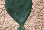 Moguće da je njen ID: Opuntia Humifusa. Kao i većina kaktusa, i ova vrsta zahteva prozračan i lagan supstat koji neće zadržavati predugo vodu. Supstrat treba da sadrži više mineralnog dela nego organskog. Obavezne su rupe na dnu posude- saksije u koju sadite kaktuse, kao i da pazite na veličinu saksije (nikako prevelika saksija u odnosu na biljku, trebalo bi da bude malo veća od biljke).

Zalivati regularno tokom leta, a s jeseni prrediti zalivanje i polovinom oktobra skroz obustaviti. Suvog supstrata, kaktusi se unose u prohladnu - negrejanu prostoriju (zimovalište) temperature od 5- 10 stepeni celzijusa i ne zalivaju do maja (tačan period zavisi od vremenskih uslova), kada se postepeno kreće sa prvo zalivanjem vodenom parom da se pokrene buđenje kaktusa, a tek nakon nekoliko dana i pravo prvo zalivanje