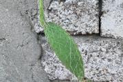  Minimalni iznos porudžbine je 800 dinara. Sadnice i rasadu šaljemo isključivo nakon izvršene uplate novca na tekući račun. Nakon izvršene uplate šaljemo kao Post Express dostava na adresu, Post Express isporuka u pošti, a po želji je moguće poslati i kao CC paket.

*Sukulente i kaktuse šaljemo bez saksija radi bezbednijeg pakovanja.