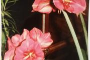 Amarilis je višegodišnja biljka lukovičastog oblika Odlikuju ga veoma lep cvet raznih boja oblika i veličina. Amarilisi se razmnožavaju semenom, deljenjem, sečenjem ili jednostavnim odvajanjem novoizniklim lukovicama koje počinju cvetati nakon 3-4 godine. Amarilisima najčešće pogoduje manja saksija koja je približna veličini lukovice, a može se saditi i na otvorenom. Ne voli preterano zalivanje, ali je prihranjivanje tečnim đubrivom poželjno pogotovo posle cvetanja.

Amarilisi se neposredno posle cvetanja ili preko zime vade iz zemlje i zajedno sa lišćem se ostavljaju na mračno hladnije mesto do +5 stepeni, gde se čeka da otpadne lišće i staro korenje, kada se odseca ostalo suvo lišće, korenje i odvajaju mlade lukovice. Tako formirana lukovica se drži na mračnom mestu sve do početka februara, kada se iznosi na toplije mračno mesto gde će početi da pusta prvo pupoljak pa lišće. Kada izraste pupoljak i počne se pojavljivati cvetna drška, amarilis se sadi i ostavlja na najsvetlije mesto u kući na temperaturu do 20 stepeni gde je potrebna najveća briga. Ne sme se prihranjivati niti zalivati da cvetna drška ne bi mnogo izrasla i slomila se.

Lukovice su pustile izdanke listova čija trenutna (18.4.2023.) dužina iznosi između 30 i 40 cm.

Ostao jos 1 kom. 

Kada se lukovice posade, dobijaju se listovi kao sa slike u saksiji.

Kada izraste cvet, boja je jarko ružičasta, kao sa slike.

Prodaju se bez saksije.

Prodaje se, kao i sve cvece u mojim oglasima, zbog odlaska u inostranstvo.