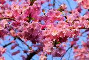 Japanska trešnja (Prunus serrulata) je raskošno drvo bujnog cvetanja u rano proleće. Poznato je po nežnoroze cvetovima koji su simbol prolećne sezone. OPored ove vrste nećete proći tek tako, hladnokrvno, već ćete zastati i diviti se rascvetaloj krošnji koja oduzima dah. 