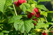 Na prodaju sadnice maline sorte himbo-top. Sadnice su odlicno oziljene, sadnice vadim po potrebi tako da ih dobijate u svezem stanju. 