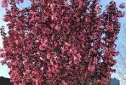 Crvenolisna japanska trešnja, raskošne krošnje, visine 5-6m i širine do 4m. Biljka je tražena zbog atraktivnih cvetova, koji se otvaraju u aprilu pre listanja biljke i prekrivaju celu biljku. Cvetovi su loptasti, kuglasti, dupli, pink. Listovi veoma atraktivni, tamno, blago nazubljeni na jesen narandžasto-crveni.