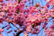 Japanska trešnja (Prunus serrulata) je raskošno drvo bujnog cvetanja u rano proleće. Poznato je po nežnoroze cvetovima koji su simbol prolećne sezone. OPored ove vrste nećete proći tek tako, hladnokrvno, već ćete zastati i diviti se rascvetaloj krošnji koja oduzima dah.