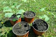 Ovogodišnje sadnice Ginkgo Bilobe dobijene iz semena. 

Ginkgo biloba je drevno drvo sa prepoznatljivim lepezastim listovima, poznato kao "živi fosil". Poreklom iz Kine, širi se po celom svetu, a pripisuje mu se blagotvorno dejstvo na mozak i cirkulaciju. Studije sugerišu da ekstrakti biljke mogu poboljšati kognitivne funkcije i smanjiti oksidativni stres. Ipak, pre upotrebe kao suplementa, treba se posavetovati sa stručnjakom zbog mogućih neželjenih efekata i interakcija s lekovima. Ginkgo biloba predstavlja izvanredan spoj lepote i korisnosti, istovremeno nas podsećajući na važnost zaštite prirode.