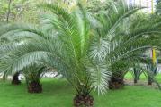 Phoenix canariensis je uobicajena palma koja se kod nas moze sresti. Spada u palme srednjeg rasta - ne rastu ni prebrzo, ni sporo. U nasim ulovima se gaji u saksiji. Zimi se unosi u kucu, a leti ponovo iznosi. Prija joj direktno sunce i redovno zalivanje. Zimi je treba drzati na temperaturi od 10-15 stepeni, uz smanjeno zalivanje.


