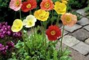 Eschscholzia californica.
Jednogodišnja cvetnica. Veoma voli sunčani položaj i dobro podnosi sušu. Grmolikog je oblika, a može da postigne visinu do 60 cm. Cveta u nekoliko različitih boja i nijansi, od bele do crvene, ipak je najčešće u žutoj, narandžastoj i beloj boji. Veoma uspešno se sam zasejava i zbog te osobine veoma rano niče u proleće. Prvo se pojave dva listića, nalik vlasima trave, ali ubrzo dobije karakterističan izgled lista, po kojem se veoma lako raspoznaje. Listovi su zelene ili sivo-zelene boje. Ima veoma dugi koren koji se brzo razvija, pa zbog toga ne voli presađivanje i zato ga je najbolje sejati direktno u zemlju. Kod nas počinje veoma rano da cveta, već u aprilu. 