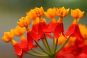  Grčki oleander je višegodišnja biljka iz familije Asclepiadaceae. U našim uslovima se uzgaja u saksijama. Voli sunčan položaj i dosta zalivanja. Raste preko 1m, cveta celo leto. Cvetovi privlače leptire.

Ne može prezimiti napolju, stoga se zimi unosi u nezagrejan prostor (npr. podrum) ili se drži u zagrejanim prostorijama s dovoljno svetlosti – na prozorskim daskama.

Seme se seje  sad, isklija za 20-30 dana
