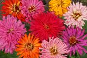 Cinija je jednogodišnja baštenska biljka, koja je u narodu više poznata pod nazivom lepi čovek. Podseća na hrizanteme ili loptaste dalije, i cveta u nežnim pastelnim i jarkim bojama. Od leta do prvih mrazeva unese mnogo boja u vrtove, na terase, balkone i prozore. Zbog raznovrsnih boja, formi i trajnosti cveta, kao i lakog gajenja cinije su veoma popularne ukrasne biljke.
Cvetovi su u raznim nijansama crvene, ružičaste, smeđe, narandžaste boje, pa čak i dvobojni. Veoma su izdržljivi i dugo ostaju na stabljici.
Cinija se gaji na otvorenom i voli puno sunca, a samo poneki kultivari uspevaju u polusenci. Odgovara joj mesto zaštićeno od vetra, bogato hranljivo i umereno vlažno zemljište. Podnosi i siromašnija zemljišta, ali dobro drenirana.

Ovo je visoka sorta, raste do 60cm. 