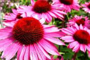 Echinacea je rod višegodišnijh, zeljastih biljka iz porodice Asteraceae (glavočike).
Ime echinacea dolazi od grčke reči "echinos", što znači bockav, jež a vezano je za cvetnu glavicu.

Echinacea je lekovita biljka.
Koristi se koren biljke kao i nadzemni deo, za pravljenje raznih sirupa, čajeva, krema, tinktura…

Echinacea se koristi za jačanje imuniteta, prehlada, respiratornih infekcija, deluje protivupalno, leči kožne rane, ekceme…
Echinacea je prirodni antibiotik i moćan antioksidans.

U pogledu gajenja nije zahtevna, voli sunčana mesta. Raste do visine 1,2m.
Njeni krupni cvetovi privlače pčele.
