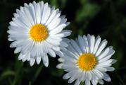 Ova vrsta bele rade (Chrysanthemum leucanthemum) dostiže visinu od 50 do 80 cm , pogoduje joj sunčan ili polusenovit položaj i umereno vlažno zemljište . Ima veoma dug period cvetanja ( od maja do oktobra ) , cvetovi su krupni i bele boje . Može se koristiti kao rezan cvet .  Višegodišnja je biljka.