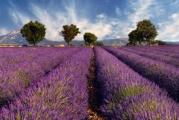 Lavanda je svima dobro poznata i omiljena aromatična bašrenska biljka. Otporna je na mraz, željena veličina i oblik se održavaju orezivanjem u proleće.
Ovo je vrsta Lavandula spicata=Lavandula latifolia. Zovu je još i Spike lavender, Lavender Potuguese.

 50  semena u pakovanju.