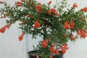  Punica granatum nana.

Ukrasni nar koji se gaji kao saksijska biljka - leti napolju, na suncu ili u polusenci. Zimi se unosi u prohladan osvetljen prostor.

Brzo raste, cveta celo leto, sve do unošenja, formira se i po koji plodić.
Nezavtevan je i jednostavan za čuvanje, oblik se formira orezivanjem.

Ako želite da poručite više artikala, obavezno pogledajte niže na ekranu „Ostali artikli ovog prodavca“. Ako tu postoji još nešto što Vas zanima, najbolje je da poručite od istog prodavca jer na taj način možete da uštedite na poštarini.  Što više vam prodavaca šalje artikle, to će poštarina biti veća. Poštarina zavisi od toga od koliko ste prodavaca poručivali na koji način će vam prodavac poslati artikle.
