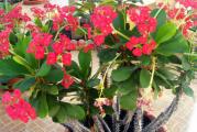 Euphorbia mili je sukulentna biljka koja pripada porodici Euphorbiaceae.
Listovi su joj svetlo zelene boje i rastu duž trnovite, debele stabljike. Cvetovi su u stvari brakteje koje mogu biti crvene, roze, žute ili bele boje.

Poreklo: Madagaskar
Visina: oko 60 cm, orezivanjem u proleće kontroliše se rast i grananje
Svetlo: biljka traži puno svetla tokom celog dana
Voda: dozvoliti da se između dva zalivanja površina zemlje isuši za 2cm. Izbegavati da voda dođe u dodir sa listovima i stabljikama jer onda trule.
Temperatura: Najbolje uspeva na T od 16-24 C sa zimskim odmaranjem na 10-13 C
Zemlja: propusna, suva, peskovita zemlja koja ne zadržava vodu, najbolje koristiti zemlju za kaktuse
Đubrenje: jednom u dve nedelje, polovinom preporučene doze. 