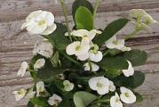 Euphorbia mili je sukulentna biljka koja pripada porodici Euphorbiaceae.
Listovi su joj svetlo zelene boje i rastu duž trnovite, debele stabljike. Cvetovi su u stvari brakteje koje mogu biti crvene, roze, žute ili bele boje.

Poreklo: Madagaskar
Visina: oko 60 cm, orezivanjem u proleće kontroliše se rast i grananje
Svetlo: biljka traži puno svetla tokom celog dana
Voda: dozvoliti da se između dva zalivanja površina zemlje isuši za 2cm. Izbegavati da voda dođe u dodir sa listovima i stabljikama jer onda trule.
Temperatura: Najbolje uspeva na T od 16-24 C sa zimskim odmaranjem na 10-13 C
Zemlja: propusna, suva, peskovita zemlja koja ne zadržava vodu, najbolje koristiti zemlju za kaktuse
Đubrenje: jednom u dve nedelje, polovinom preporučene doze.