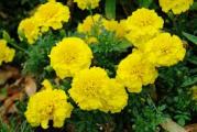 Tagetes patula. Jednogodišnja cvetnica , može se uzgajati u bašti ili u saksiji . Seje se direktnom setvom od sredine aprila ili od marta u posudama – rasadjuje se kada dobije prave listove.Cveta bujno od maja do oktobra . Cvet je dupli žute boje , samorasejava se . Sadi se i izmedju povrća jer odbija štetočine , azotofiksator je tako da može da se sadi na siromašnom tlu . tkdj je i lekovita. sa jako žutom bojom. Biljka je visine oko 30 cm.
