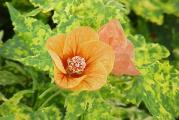 Abutilon 'Thompsonii' (Abutilon pictum)

Abutilon ili cvetajući javor je poluzimzeleni grm koji pripada familiji slezova.   Biljka veoma brzo raste, a ukoliko ima povoljne uslove, odnosno dosta svetlosti i prostora cveta od ranog leta do jeseni. Tokom leta abutilon možete izneti na terasu ili biljku ukopati u baštu.

Abutilonu odgovara svetlo mesto zaštićeno od direktnog sunca ili polusenka. U letnjim mesecima biljku je najbolje da držite na istočnoj strani i da je svakodnevno obilno zalivate.

Obilno cvetanje tokom letnjih meseci biljku prilično iscrpi, pa je neophodno od proleća do jeseni abutilon da prihranjujete tečnim đubrivom za cvetnice. Tokom zime abutilon čuvajte u hladnoj prostoriji (u kojoj je temperatura od 10 do 12 stepeni) i zalivajte ga jednom u desetak dana, najbolje mlakom vodom.

