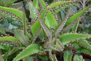 Kalanchoe daigremontiana je vrlo zanimljiva sukulentna biljka jer na rubovima listova stvara male pupoljčiće iz kojih kad padnu na zemlju rastu nove biljčice zato je i zovu majka od hiljadu malih.Uzgajanje je vrlo jednostavno,biljke u saksiji jedva prelaze tridesetak cm.Voli svetlo mesto a podnosi i direktno sunce, kao i svi sukulenti zahteva malo vode.


Licitirate za sadnicu visine 10cm u saksiji fi10cm. 