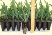 Sabal minor, poznatiji kao dwarf palmetto, u prirodi raste od severa floride do severnog dela Severne Karoline i od Oklahome do istocnog Teksasa.Veoma robustna palma koja ne formira nadzemno stablo i moze da prezivi temperatura do -18 bas zbog toga sto ne formira nadzemno stablo vec ono raste ispod zemlje.Moze da se gaji od zone 6b sa pasivnom zastitom.