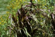 U prirodi ova ukrasna trava raste na vlažnim livadama Azije i Australije. Visoka je 80-90 cm, uspravnih stabljika, bujnog bokorastog rasta, sirokih kopljstih listova. Zahvaljujući svom egzoticnom izgledu zbog boje listova, deluje veoma dekorativno. Pune cvasti se sastoje od cvetnih metlica u obliku klasova koje su jako interesantni za leptire i ptice.Penisetum sadimo u leju sa trajnicama u grupama, ali se isto tako izvanreno slaže i sa trajnicama koje cvetaju u jesen.Seme je sveze ima izvanrednu klijavost,brzo i lako klija(optimalna temperatura za klijanje 25C).

Cena je za 20 semenki.