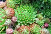 Čuvarkuća (lat. Sempervivum tectorum) je višegodišnja biljka iz istoimenog roda (Sempervivum). Visoka je od 10 do 30 cm, listovi su rozetasti, crepasti i pri vrhu crveni. Na vrhu stabljike su zvezdasti cvetovi crvene boje, kod nekih podvrsta i crveno-ljubičaste ili žute.

Čuvarkuća raste na stenama, zidovima, krovovima i lako se održava. Postoji verovanje da čuva od groma, bolesti i veštica.

Čuvarkuća sadrži tanin, sluz, smolu, kalcijum malat, masno ulje, mravlju i jabučku kiselinu.

Narodna imena čuvarkuće su još i pazikuća, vazdaživa, divlje smilje, žednjak.
Cena za sadnicu u saksiji fi9cm. 