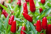 Thai hot chili poreklom iz Azije najcesce se koristi u kuhinjama Tajlanda,Indije i Vijetnama proizvodi veliki broj sitnih plodova velicine izmedju 2-3cm koji kako sazrevaju dobijaju ljuto crvenu boju.Po Scovilovoj skali imaju vrednost od 50,000 to 100,000.Biljke su kompaktnog izgleda vole bogato vlazno zemljiste i direktno sunce.Papricice ostaju izuzetno dugo na biljci pa uvek izgleda atratkivno.

Cena je za 10 semenki. 