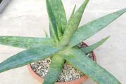 Vrsta aloe poreklom sa Madagaskara.Voli svetlo mesto a podnosi i direktno sunce, kao i svi sukulenti zahteva malo vode.


Cena za sadnicu u saksiji fi10cm. 