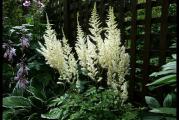 Astilbe je rod sa oko 18 vrsta, trajnica iz porodice Saxifragaceae (kamenike).
Ima sjajne, nazubljene listove koji izbijaju iz mesnate stabljike i formiraju neparno perasti list.
Omiljena je zbog metličastih cvasti, različitih boja koje se formiraju na vrhovima biljaka u toku celog leta.Zahteva hranjlivo, humusno, uvek vlažno i malo kiselije zemljište.
Astilbe je biljka za senku ili polusenku.
Može podneti i malo više sunca, ali samo ako ima uvek vlažnu zemlju.

Cena za sadnicu u saksiji fi12cm.
