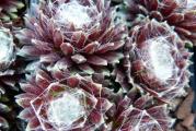 Čuvarkuća (lat. Sempervivum tectorum) je višegodišnja biljka iz istoimenog roda (Sempervivum). Visoka je od 10 do 30 cm, listovi su rozetasti, crepasti i pri vrhu crveni. Na vrhu stabljike su zvezdasti cvetovi crvene boje, kod nekih podvrsta i crveno-ljubičaste ili žute.

Čuvarkuća raste na stenama, zidovima, krovovima i lako se održava. Postoji verovanje da čuva od groma, bolesti i veštica.

Čuvarkuća sadrži tanin, sluz, smolu, kalcijum malat, masno ulje, mravlju i jabučku kiselinu.

Narodna imena čuvarkuće su još i pazikuća, vazdaživa, divlje smilje, žednjak.
Cena za sadnicu u saksiji fi9cm. 