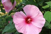 	Hibiscus moscheutos je robusna, grmolika trajnica koja dostiže visinu i do 2 m. Ima predivan cvet, velikih demenzija, između 15-25 cm.
Poreklom je iz močvarnih delova SAD (Georgia i Florida) a ima ih i u Kanadi (Ontario).
Podnosi temperature i do -30 C.
Prvi jesenji mraz će uništiti nadzemni deo biljke, ali će biljka na proleće ponovo krenuti iz korena. U jesen biljka može da se oreže 10 cm iznad tla.
Poželjno je zimi, dok je biljka još mlada, zaštititi koren slojem malča. Na proleće, mladi izdanci malo sporije kreću, ali kada se novi izdanci pojave, biljka vrlo brzo raste.
Cveta od jula do septembra.
Voli sunčane položaje i vlažno, drenirano tlo.
Može da raste i u polusenci, ali tada slabije cveta.
Uspeva u skoro svim tipovima tla, samo je bitno da se zemlja ne isušuje, tako da je treba redovno zalivati u vrelim letnjim mesecima.
Razmnožava se deljenjem korena (u martu-aprilu) ili semenom.

Cena je za pakovanje od 10 semenki. 