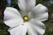 Hibiscus moscheutos je robusna, grmolika trajnica koja dostiže visinu i do 2 m. Ima predivan cvet, velikih demenzija, između 15-25 cm.
Poreklom je iz močvarnih delova SAD (Georgia i Florida) a ima ih i u Kanadi (Ontario).
Podnosi temperature i do -30 C.
Prvi jesenji mraz će uništiti nadzemni deo biljke, ali će biljka na proleće ponovo krenuti iz korena. U jesen biljka može da se oreže 10 cm iznad tla.
Poželjno je zimi, dok je biljka još mlada, zaštititi koren slojem malča. Na proleće, mladi izdanci malo sporije kreću, ali kada se novi izdanci pojave, biljka vrlo brzo raste.
Cveta od jula do septembra.
Voli sunčane položaje i vlažno, drenirano tlo.
Može da raste i u polusenci, ali tada slabije cveta.
Uspeva u skoro svim tipovima tla, samo je bitno da se zemlja ne isušuje, tako da je treba redovno zalivati u vrelim letnjim mesecima.
Razmnožava se deljenjem korena (u martu-aprilu) ili semenom.

Cena je za pakovanje od 10 semenki. 