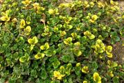 Majcina dusica "varigata" (Thymus x citrodorus)je trajna biljka , visine 20-30 cm. To je grmasta biljka koja ima uske elipsaste zuto-zelene listice sa kratkim peteljkama. Na vrhovima biljke su roze ili lila cvetovi, prijatnog mirisa koji odseca na limun. Raste na suncanim mestima. 

Cena je za sadnicu u saksiji fi9cm. 