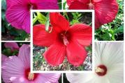 Hibiscus moscheutos je robusna, grmolika trajnica koja dostiže visinu i do 2 m. Ima predivan cvet, velikih demenzija, između 15-25 cm.
Poreklom je iz močvarnih delova SAD (Georgia i Florida) a ima ih i u Kanadi (Ontario).
Podnosi temperature i do -30 C.
Prvi jesenji mraz će uništiti nadzemni deo biljke, ali će biljka na proleće ponovo krenuti iz korena. U jesen biljka može da se oreže 10 cm iznad tla.
Poželjno je zimi, dok je biljka još mlada, zaštititi koren slojem malča. Na proleće, mladi izdanci malo sporije kreću, ali kada se novi izdanci pojave, biljka vrlo brzo raste.
Cveta od jula do septembra.
Voli sunčane položaje i vlažno, drenirano tlo.
Može da raste i u polusenci, ali tada slabije cveta.
Uspeva u skoro svim tipovima tla, samo je bitno da se zemlja ne isušuje, tako da je treba redovno zalivati u vrelim letnjim mesecima.
Razmnožava se deljenjem korena (u martu-aprilu) ili semenom.

Cena je za mix od 10 semenki. 