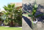 Washingtonia filifera potice iz pustinja i susnih predela juzne Kalifornije,zapadne Arizone i predela Meksika.Washingtonia filifera uspeva u zadivljujuce sirokom spektru zemljista i klime.Tolerantna na temperature do -9 C.Dostize visinu od 18 metara sa krunom koja ima raspon od 4,6m.Najsira tacka stabla dostize 90cm u precniku.Ova palma preferira potpunu izlozenost suncu ali i zasenjena mesta dobro prihvata.Sadnica je dobijena iz semena i odgajana u kontinentalnim uslovima.