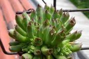 Čuvarkuća (lat. Sempervivum tectorum) je višegodišnja biljka iz istoimenog roda (Sempervivum). Visoka je od 10 do 30 cm, listovi su rozetasti, crepasti i pri vrhu crveni. Na vrhu stabljike su zvezdasti cvetovi crvene boje, kod nekih podvrsta i crveno-ljubičaste ili žute.

Čuvarkuća raste na stenama, zidovima, krovovima i lako se održava. Postoji verovanje da čuva od groma, bolesti i veštica.

Čuvarkuća sadrži tanin, sluz, smolu, kalcijum malat, masno ulje, mravlju i jabučku kiselinu.

Narodna imena čuvarkuće su još i pazikuća, vazdaživa, divlje smilje, žednjak.
Cena za sadnicu u saksiji fi9cm. 